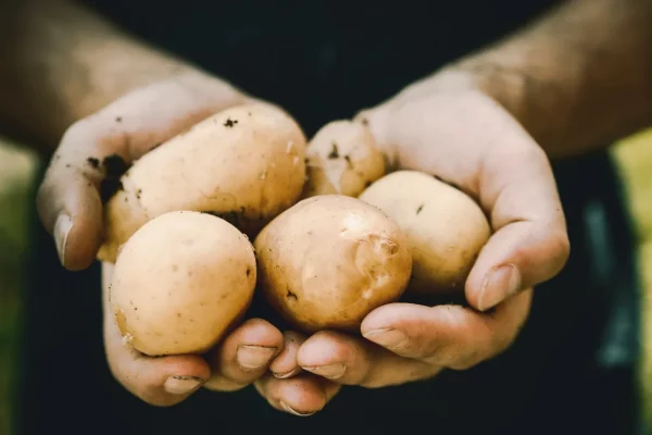 Potatoes In Hand